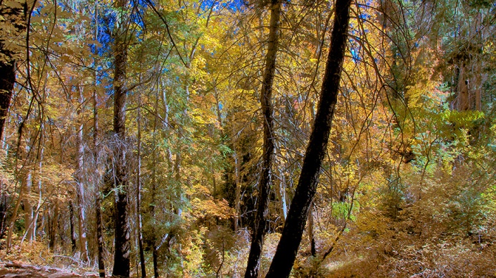Aspen Trail -- 10-22-12