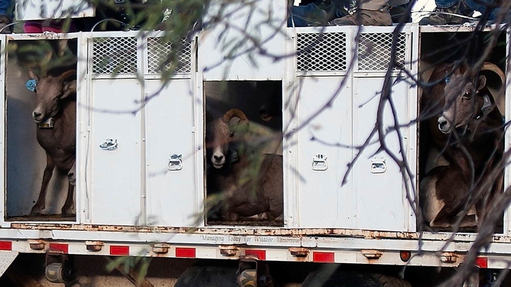Bighorn Sheep Release_Catalina State Park_11_18_2013-31_blog