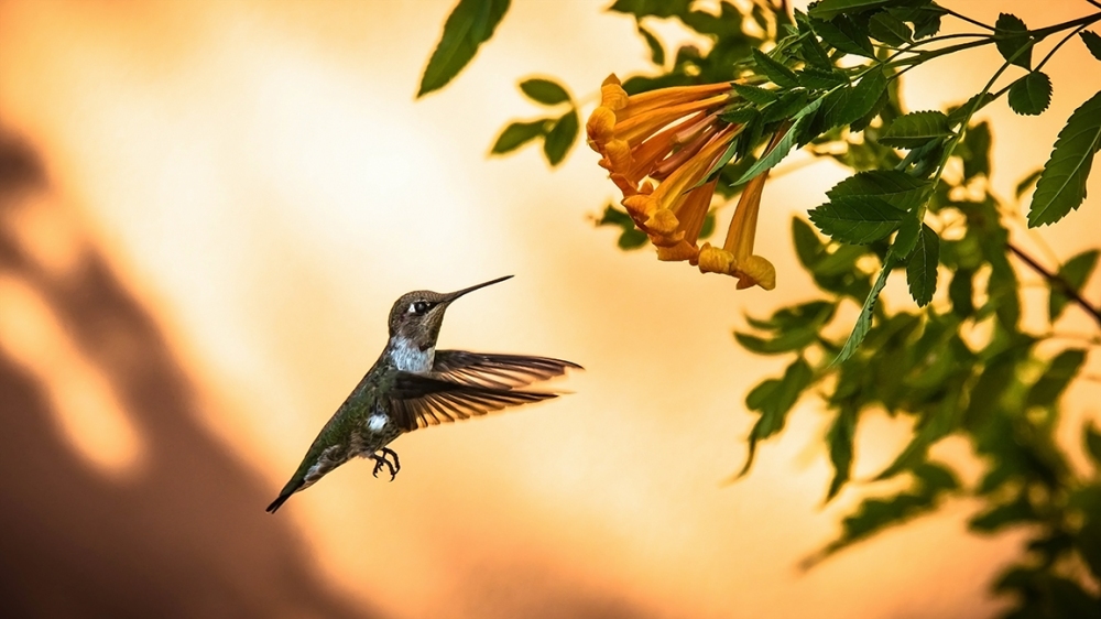 Flowers and Hummingbirds 11-02-13-8668 blog