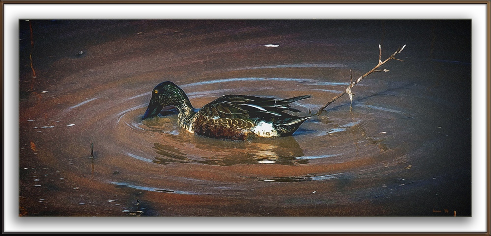 Northern Shoveler Duck-9636 blog framed