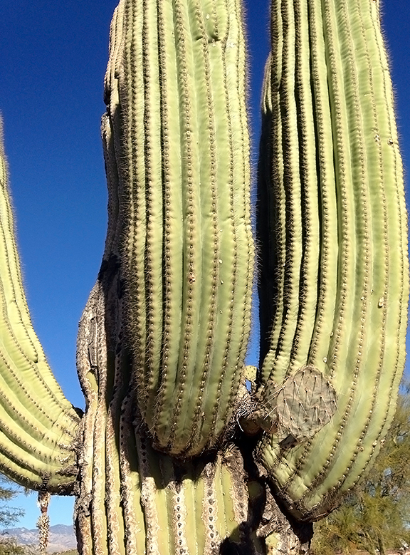 Prickly Pear On Saguaro blog