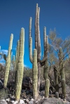 Saguzro Cactus January 27, 2014-9665 blog