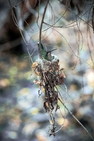 Hummingbird On Nest (1 of 1)-3 blog