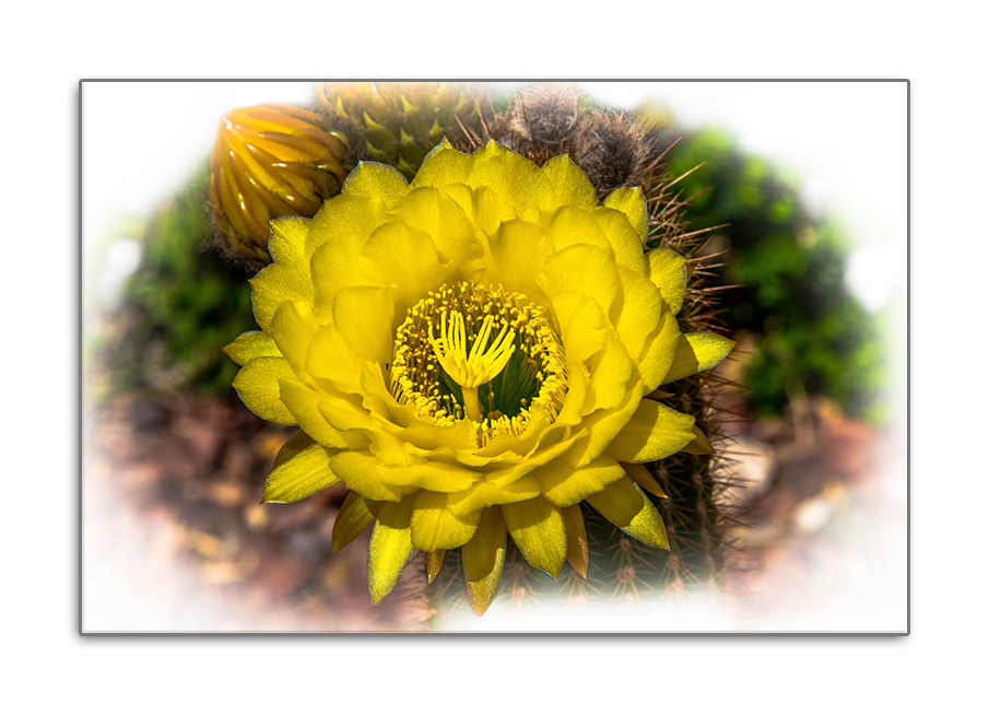 Yellow Cactus Flower March 2014 (1 of 1)-2 blog