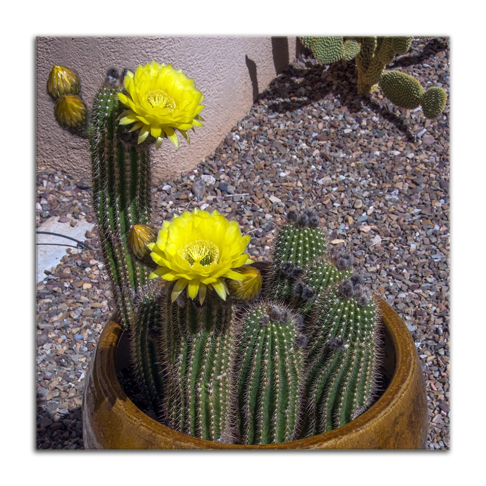 Yellow Cactus Flower March 2014 (1 of 1) blog