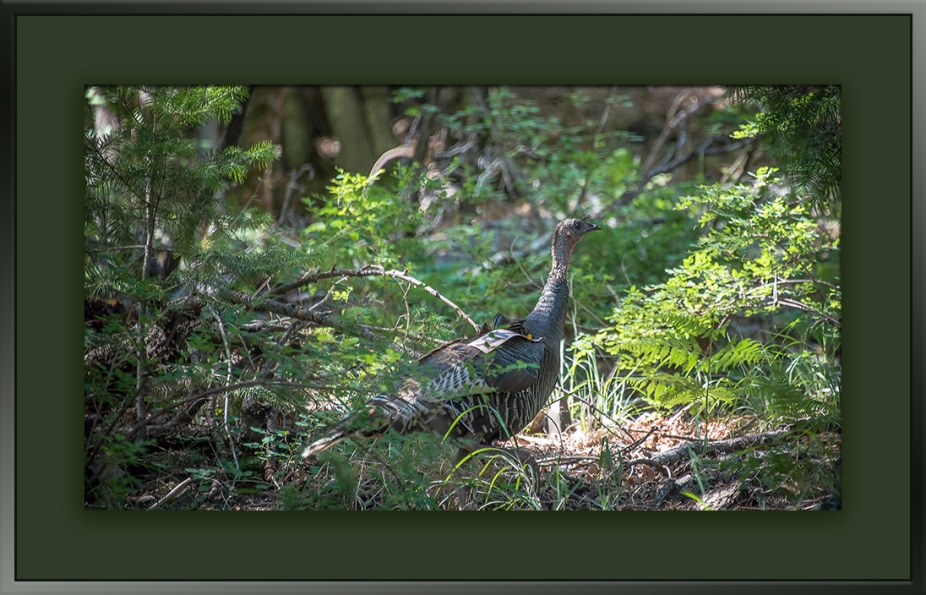 Wild Turkey (1 of 1) blog framed