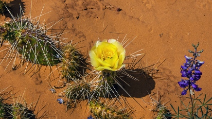 Utah Wildflowers (1 of 1)-9 blog