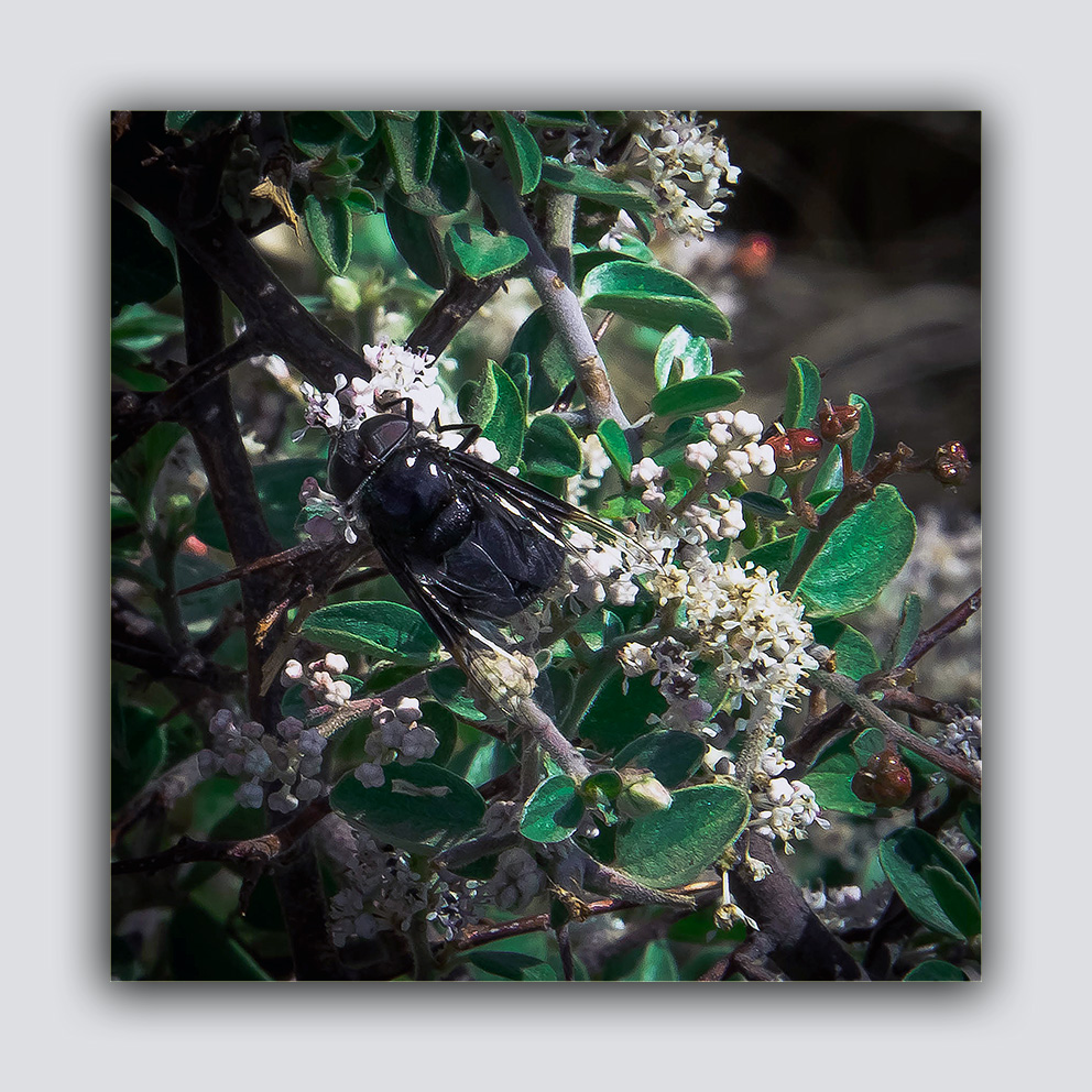 Carpenter Bee (1 of 1) blog