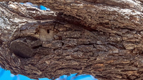 Ornate Tree Lizard