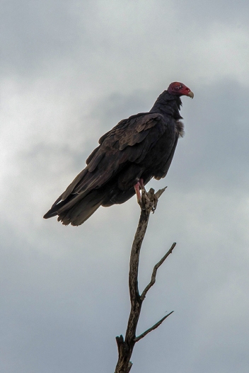 Turkey Vulture at Tanque Verde Wash