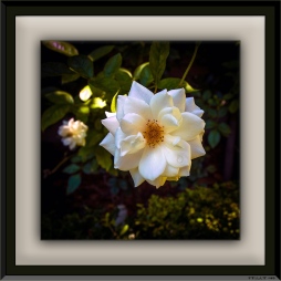 White Rose (1 of 1) blog