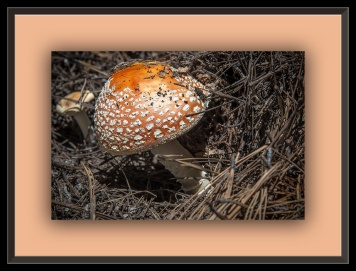 Mushroom (1 of 1)-2 blog