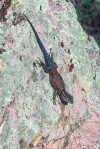Mountain Spinny Lizard (1 of 1)-6 blog