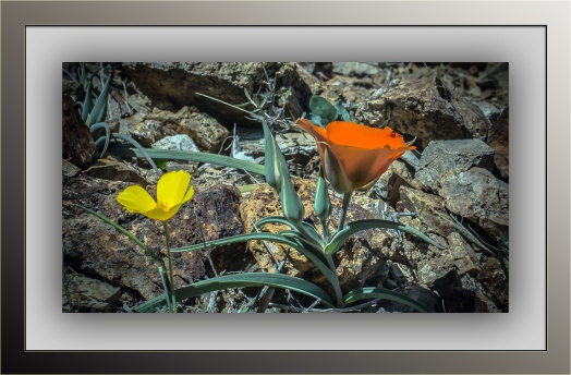desert mariposa lily (1 of 1)-2 blog