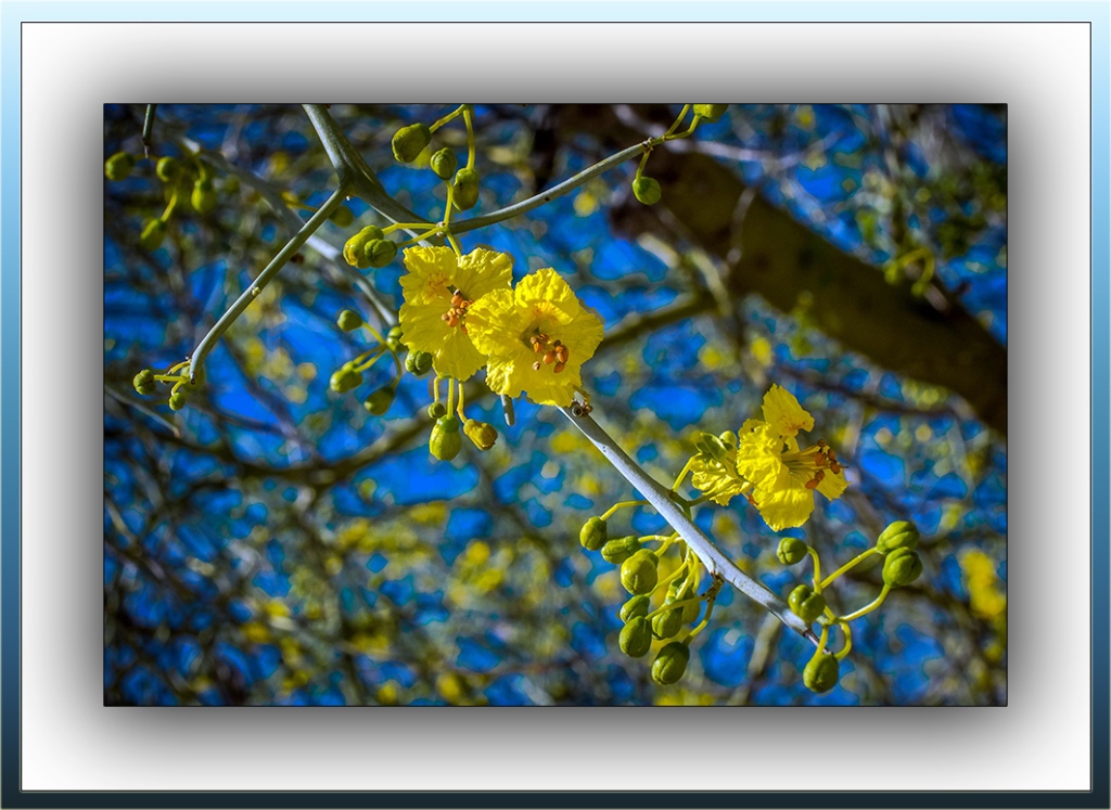 Palo Verde Blossoms (1 of 1)-4 blog