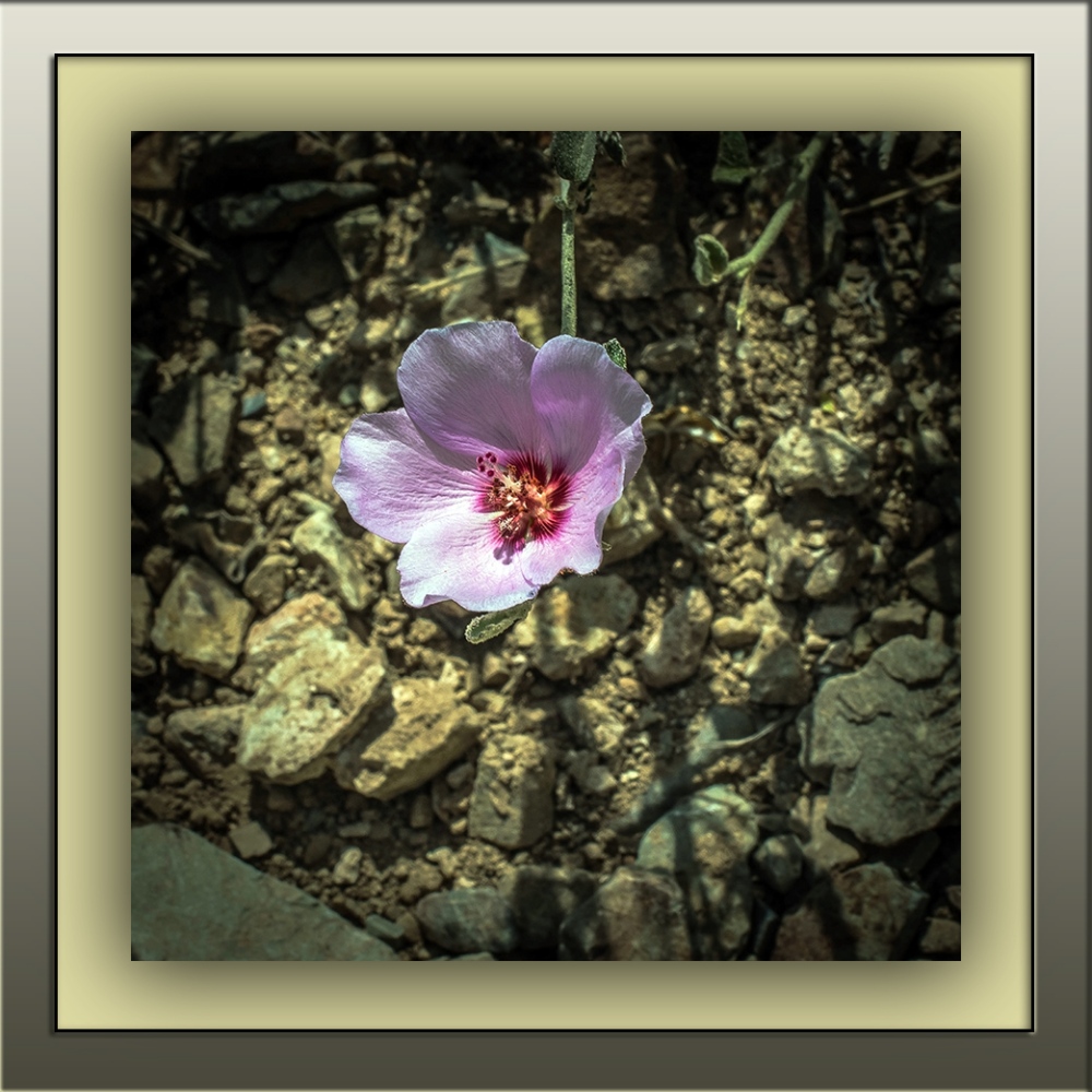 rock hibiscus (1 of 1)-3 blog