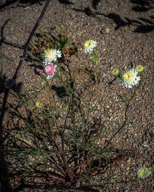 Wildflowers (1 of 1)-5 blog