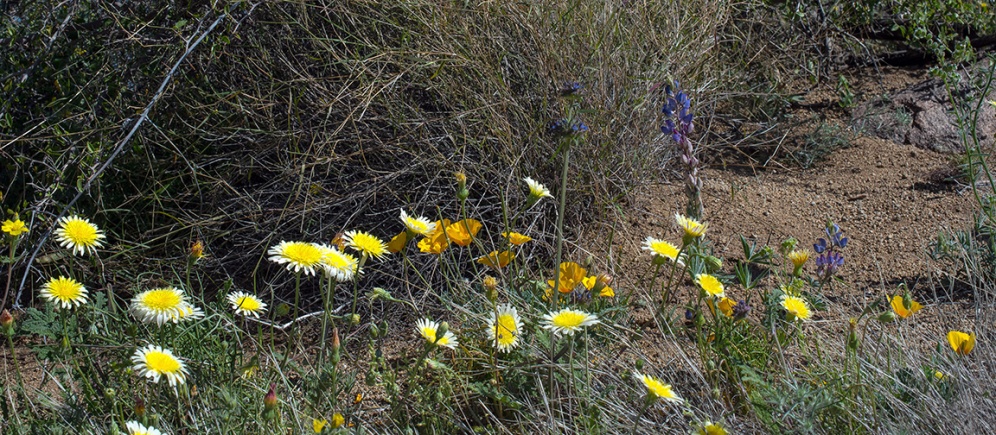Wildflowers (1 of 1) blog