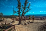 Bryce Canyon (1 of 1)-4 blog