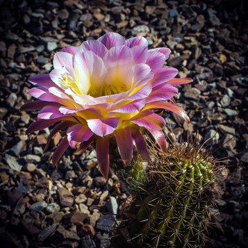 Cactus Flowers (1 of 1)-10 blog