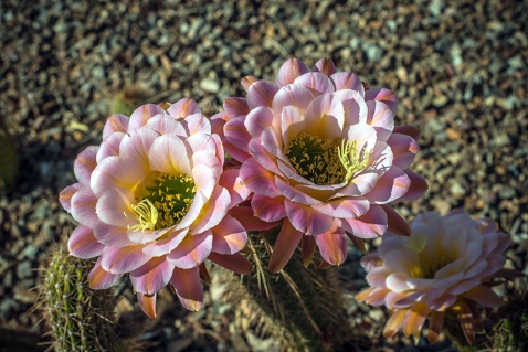 Cactus Flowers (1 of 1)-2 blog
