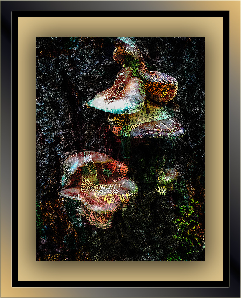 Mushrooms on Butterfly Trail (1 of 1)-3 art blog