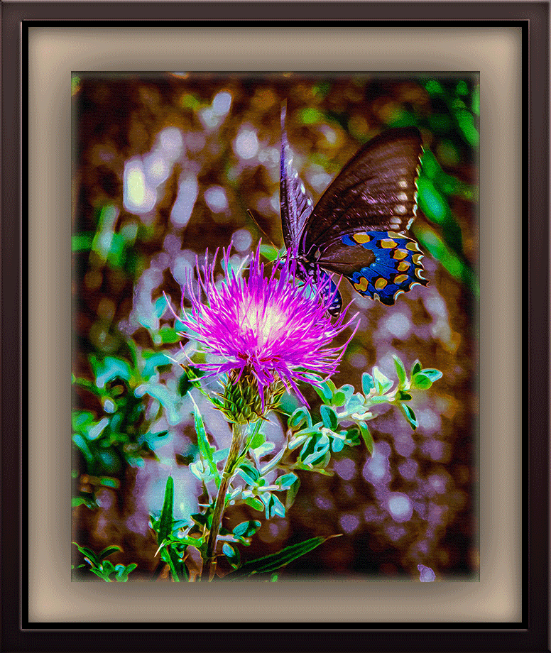 Pipevine-Swallowtail-(1-of-1)-copy-art