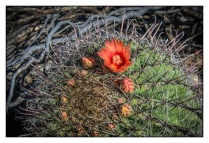 Barrel Cactus (1 of 1)-3 blog