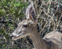 Deer (1 of 1) blog