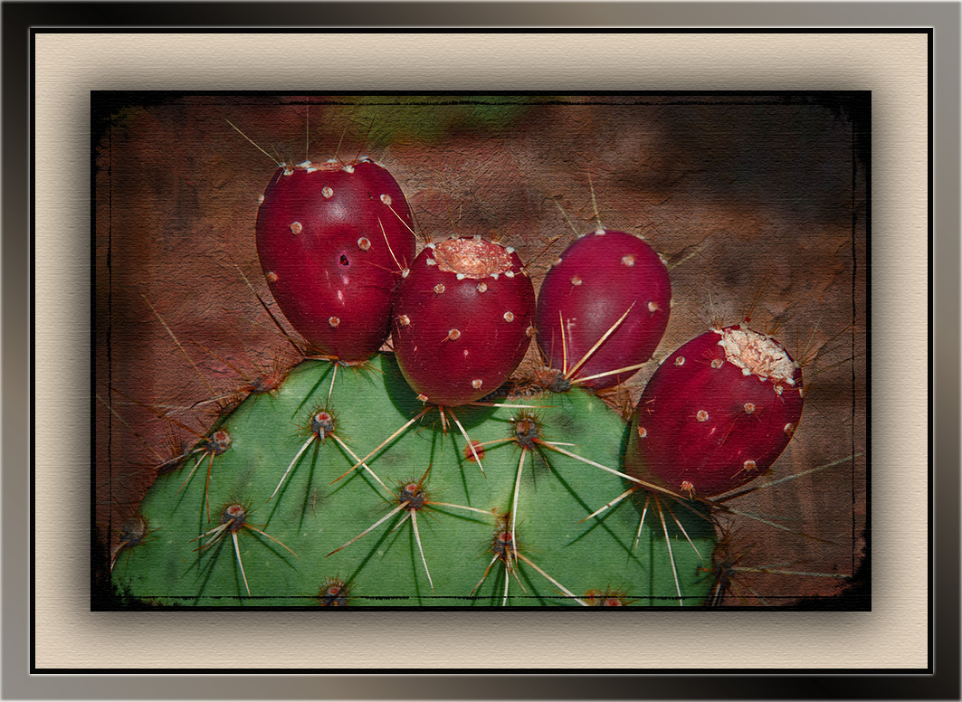 Prickly Pean Fruit (1 of 1) art blog