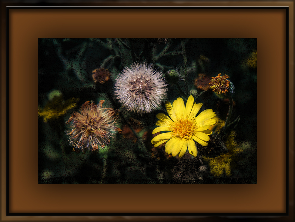 Yellow Wildflower (1 of 1)-2 stages art blog