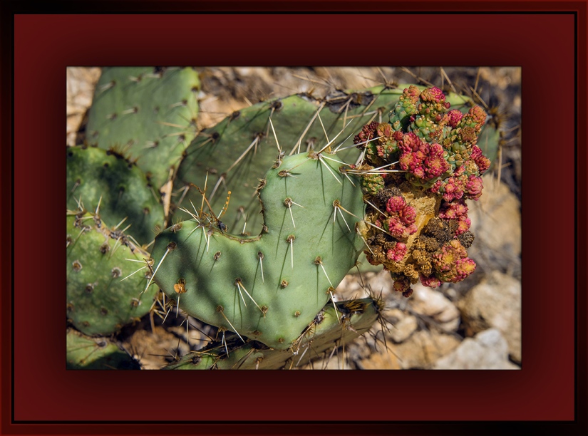 Prickly Pear Growth Cluster (1 of 1)-18 blog