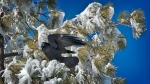 December Snow_20111215_0824 Raven blog