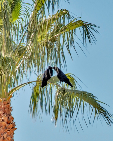 Ravens In Palm Tree-4095 blog