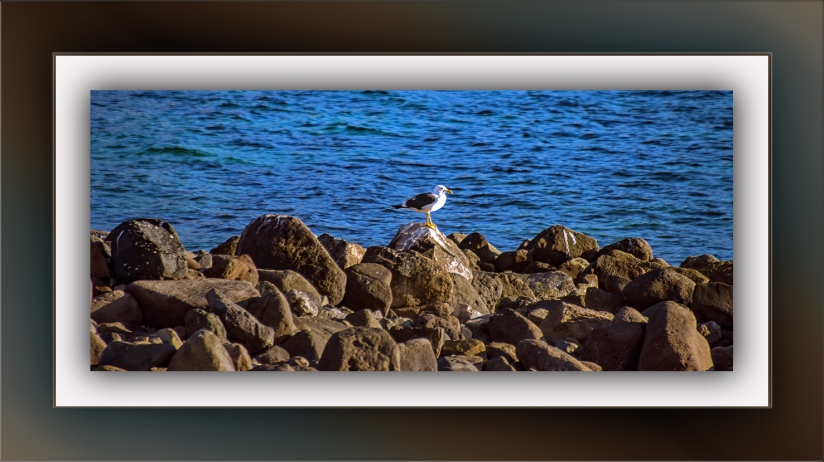 Guaymas Seagull (1 of 1) blog