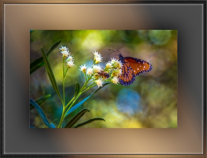 Queen Butterfly (1 of 1) blog
