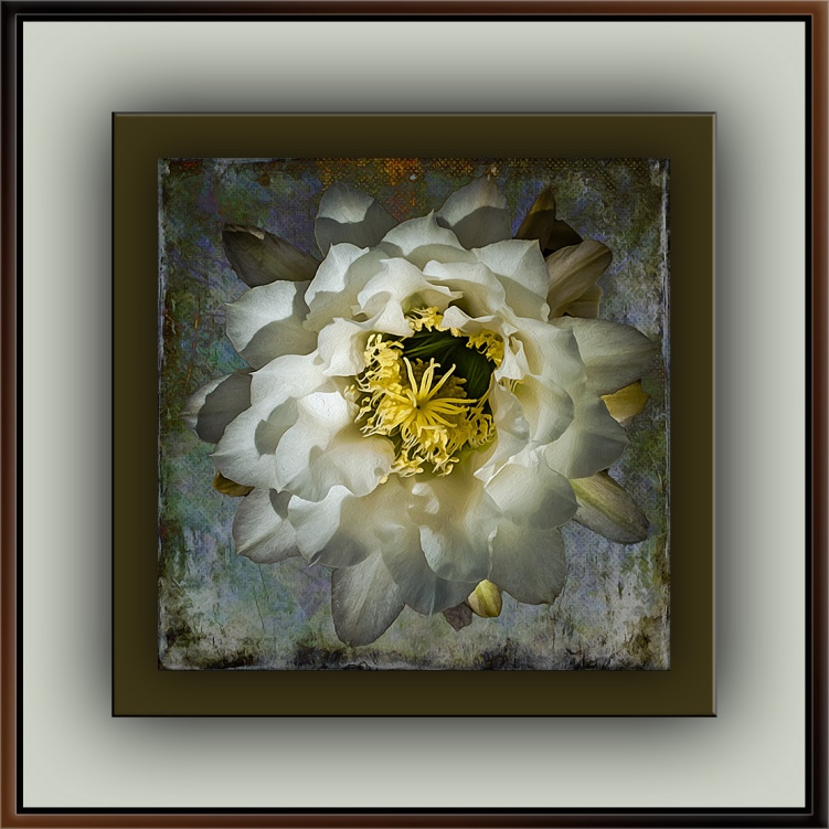 White Cactus Flowers (1 of 1)-9 art blog II