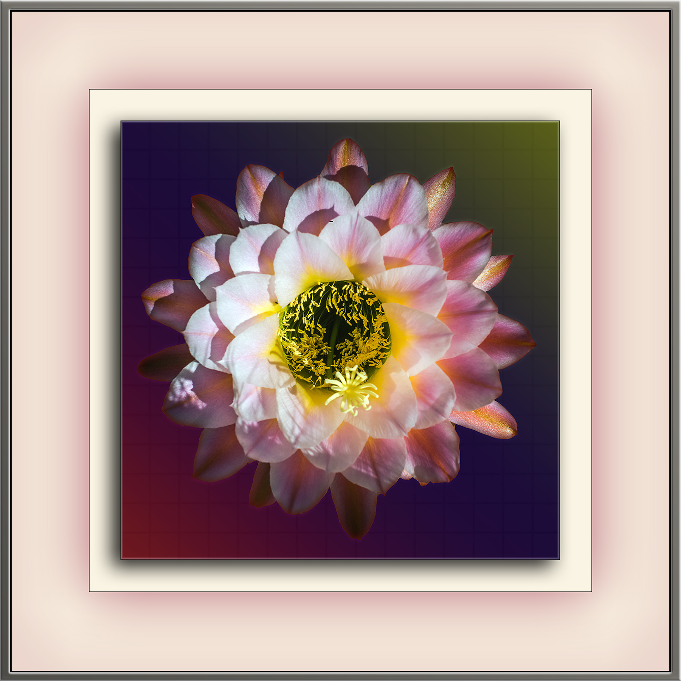 Cactus Flowers (1 of 1)-2-art blog