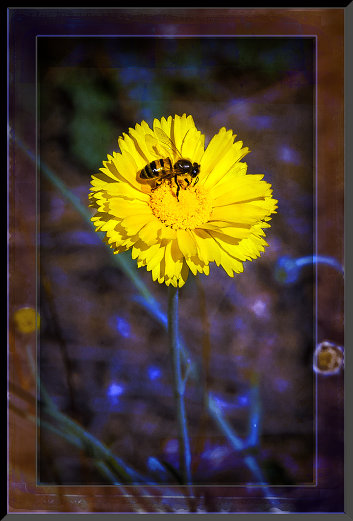 Bee on Yellow Flower (1 of 1) art blog