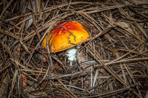 Mushroom (1 of 1)-10 blog