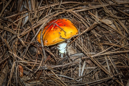 Mushroom (1 of 1)-10 blog
