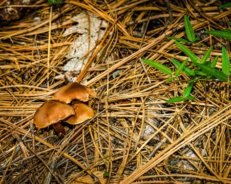 Mushroom (1 of 1)-2 blog
