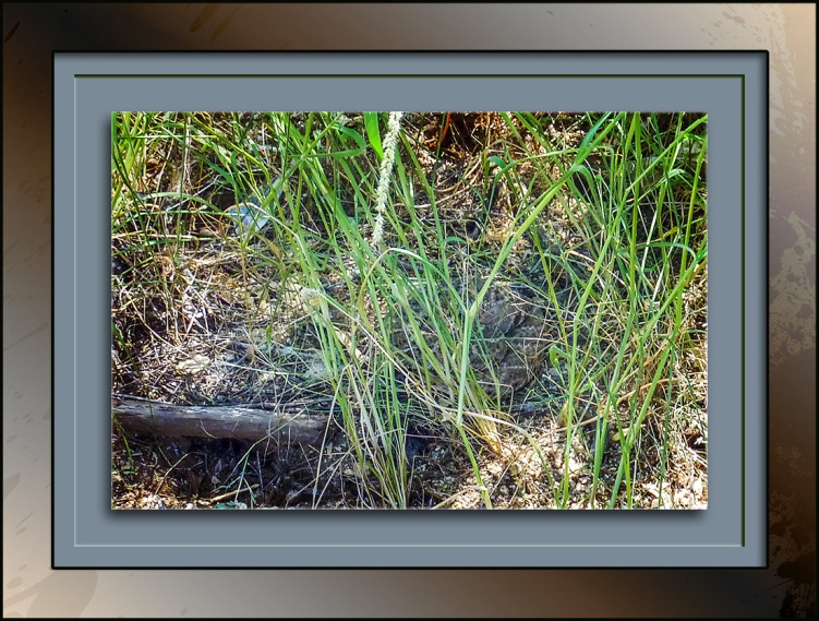 rattlesnake-in-weeds-2015-09-25-10-16-blog-18