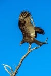 turkey-vulture-1-of-1-19-blog