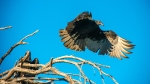 turkey-vulture-1-of-1-5-blog