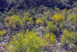 Fall Colors in Sabino Basin
