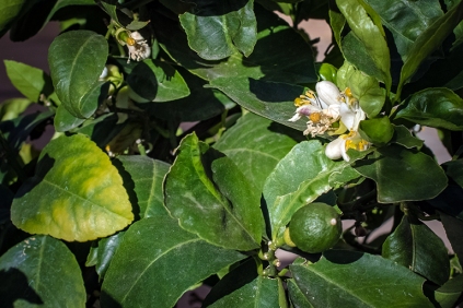 Lemon Blossom-1477 blog