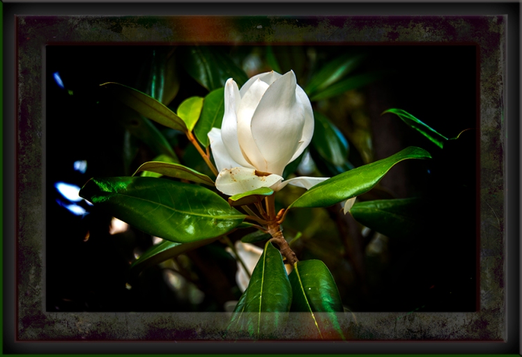 Southern Magnolia Art DSC_2689 blog