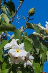 White Flower-1514 blog