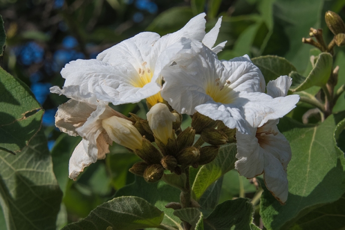 White Flower-1516 blog